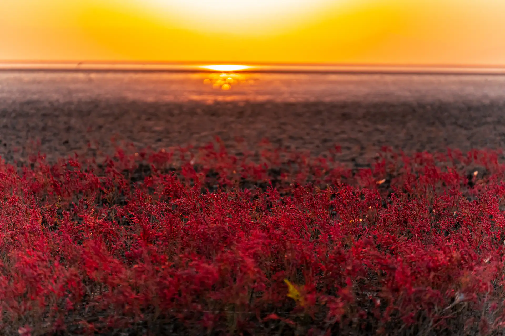 海の紅葉と夕日が織りなす絶景