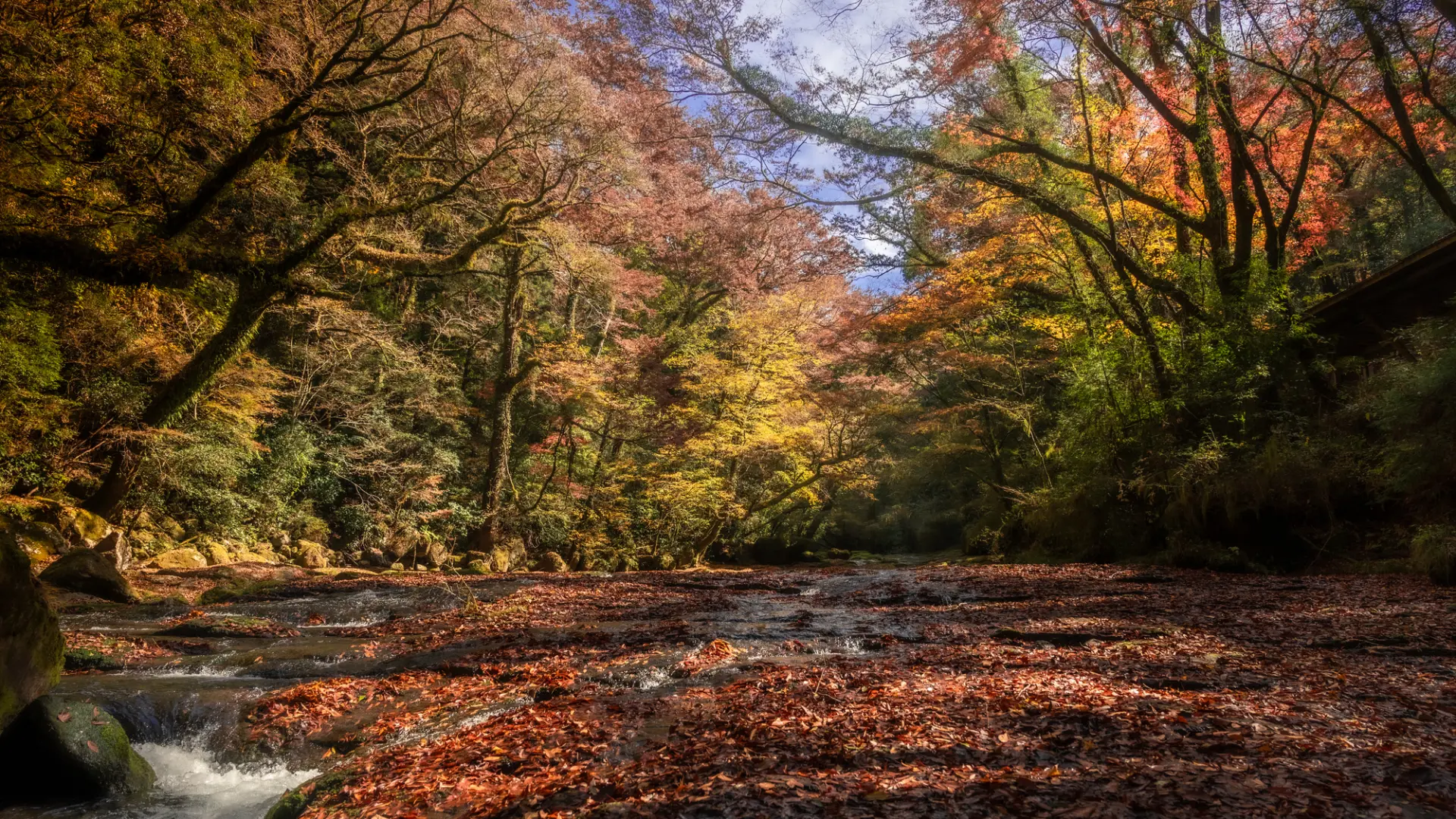 紅葉と陰影が織りなす景観が広がる渓谷