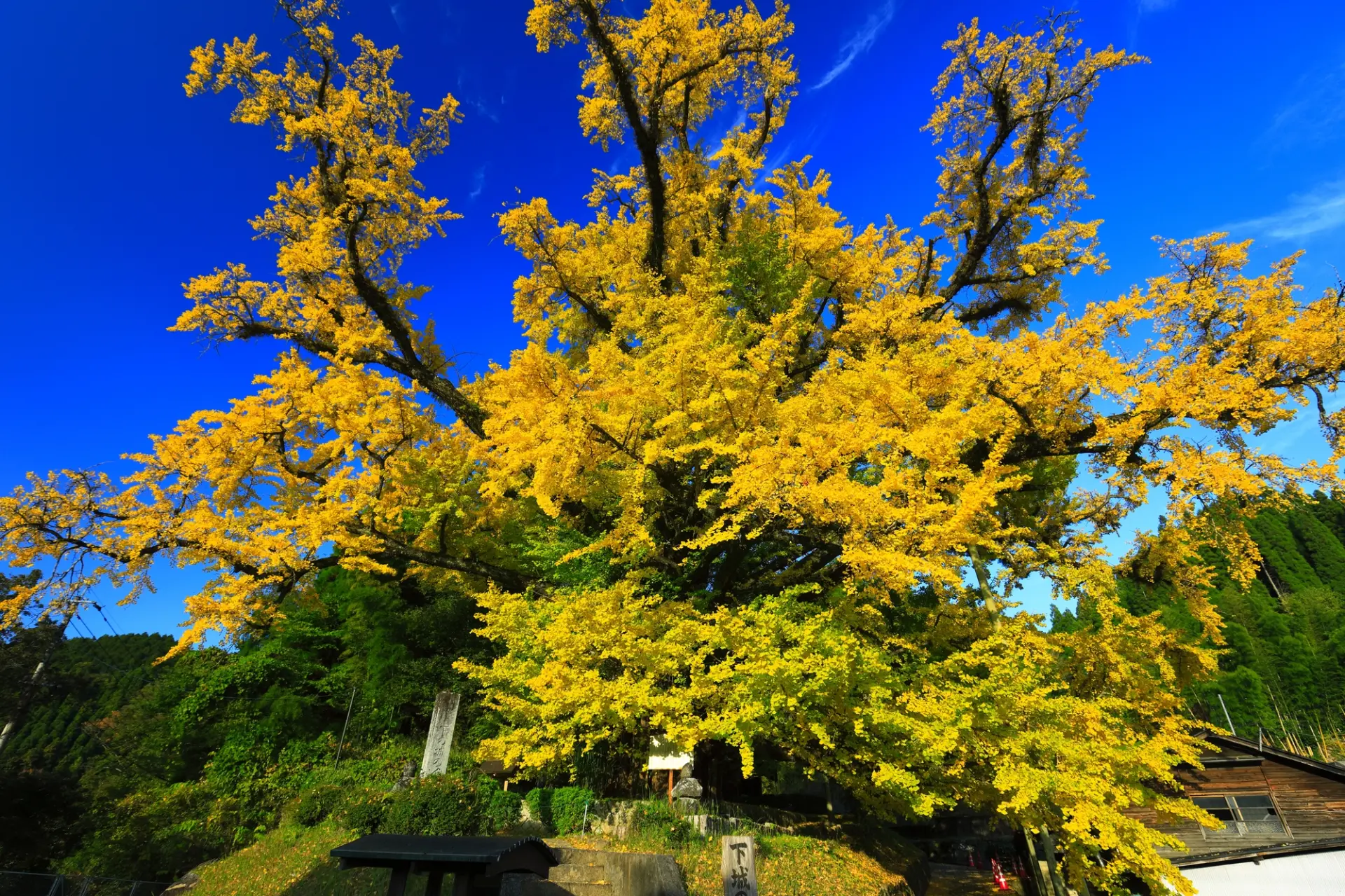 樹齢は1,000年を超える大イチョウ