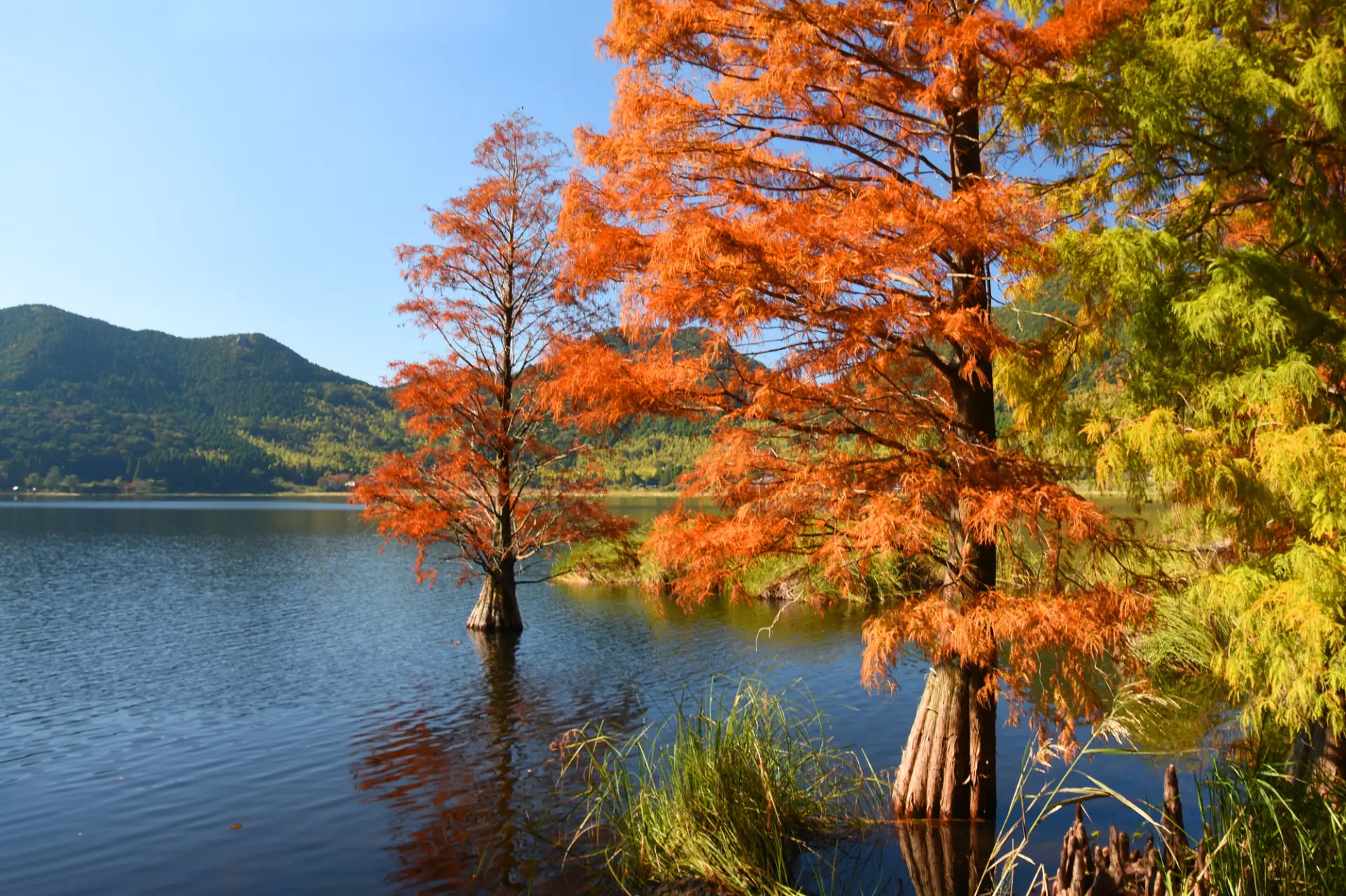 池に聳え立つ紅葉したハラクウショウ