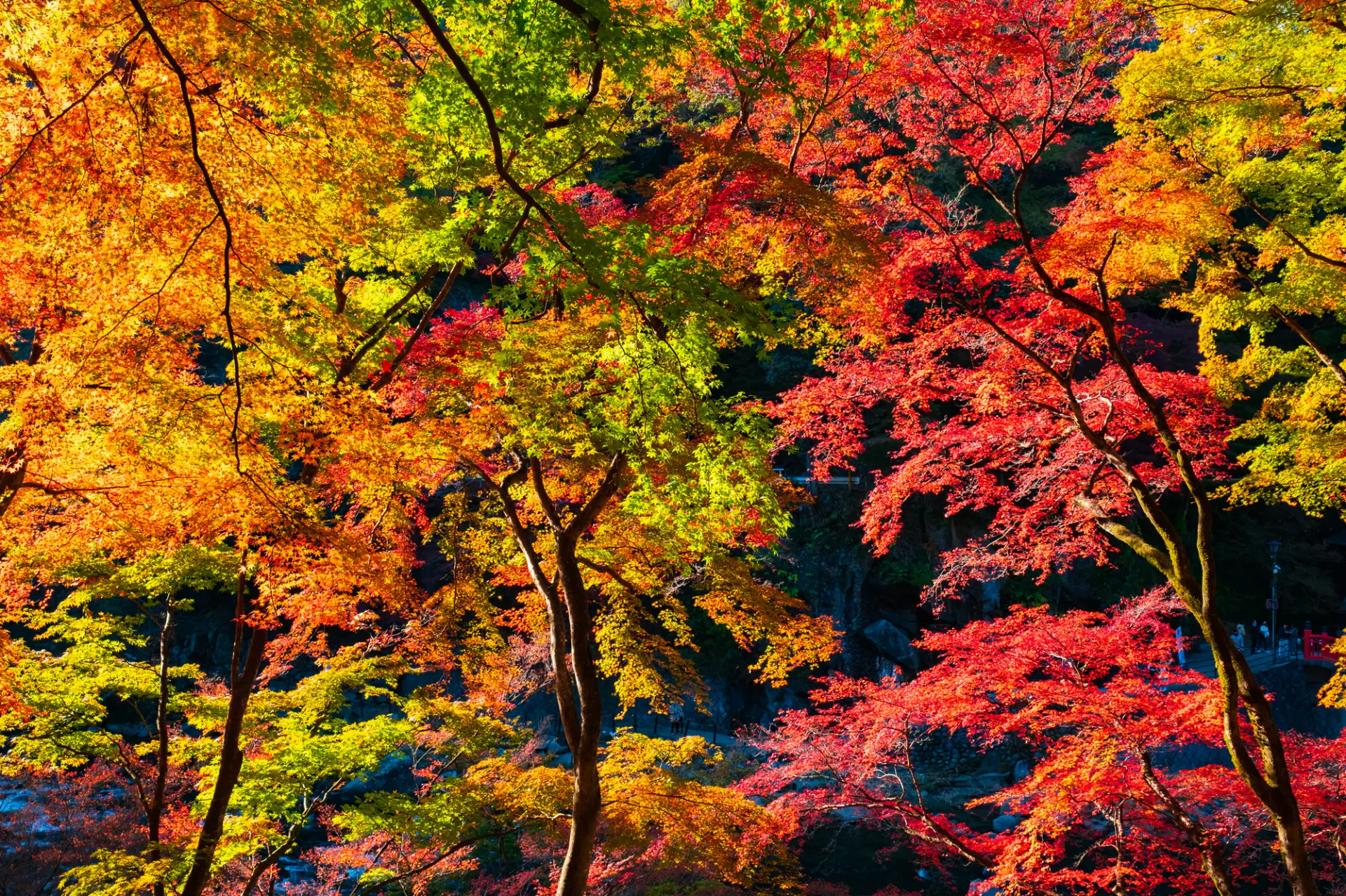 街道沿いに並ぶ色彩豊かな紅葉(※写真はイメージです。)