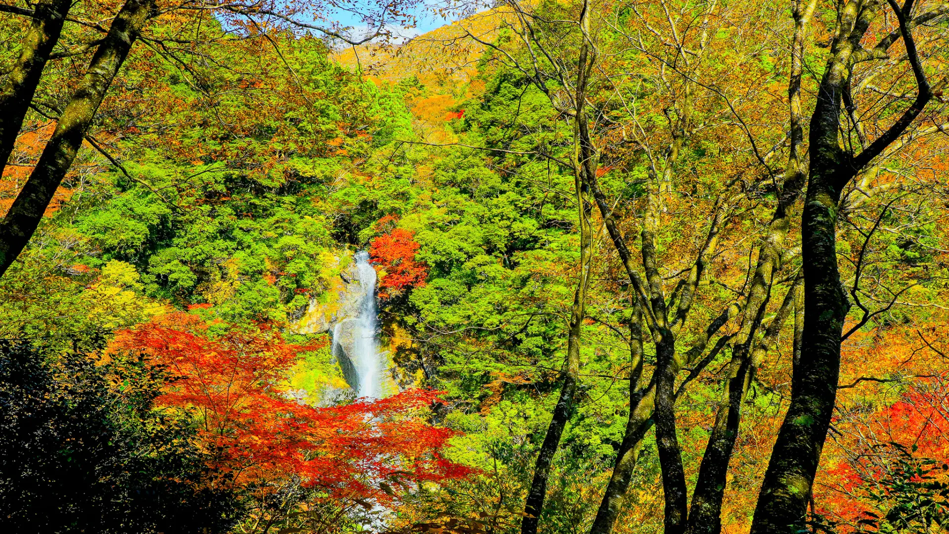 春は新緑、秋は紅葉。渓谷が織りなす四季絵巻