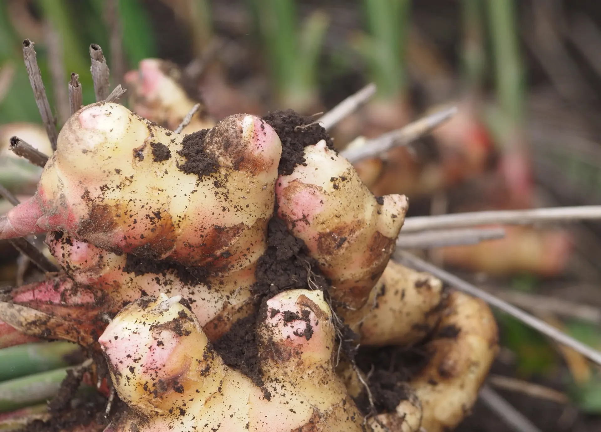ほどよい辛味が特徴の「松本農園」の生姜