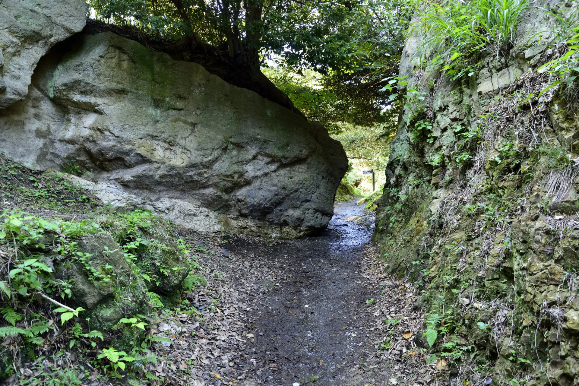 歴史を感じながら散策できる名越切通