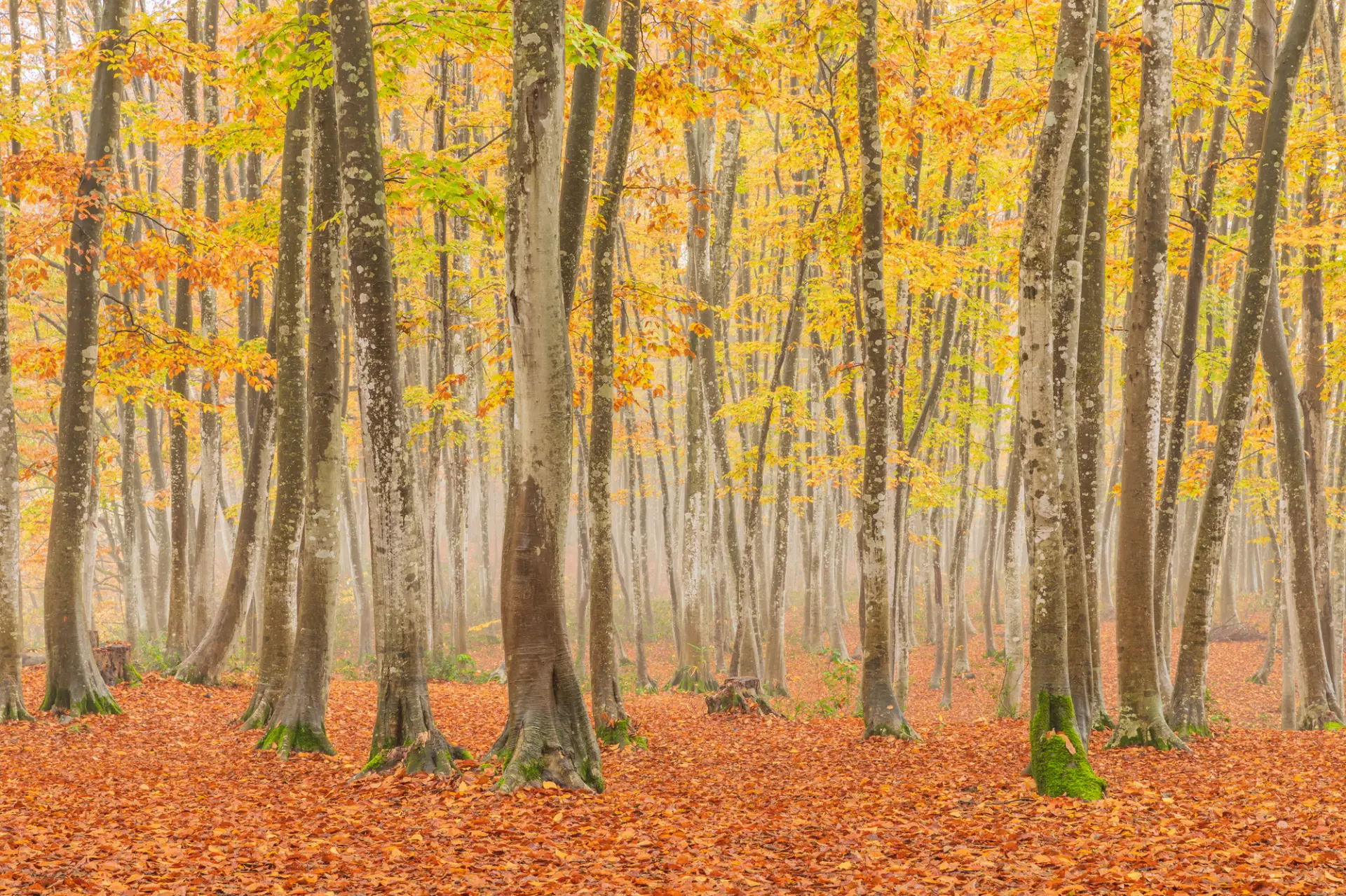 季節によって表情を変える絶景が広がる美人林