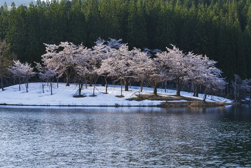 残雪と桜を同時に見られるスポットも