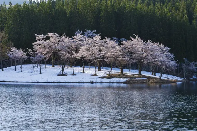 残雪と桜を同時に見られるスポットも
