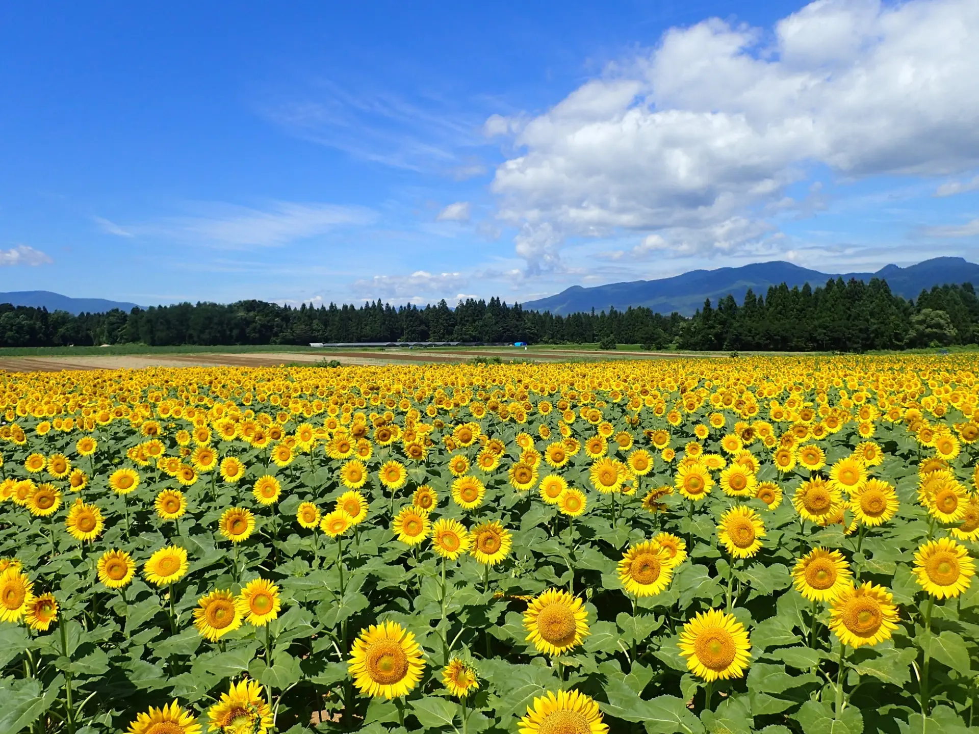 津南エリアのひまわり畑