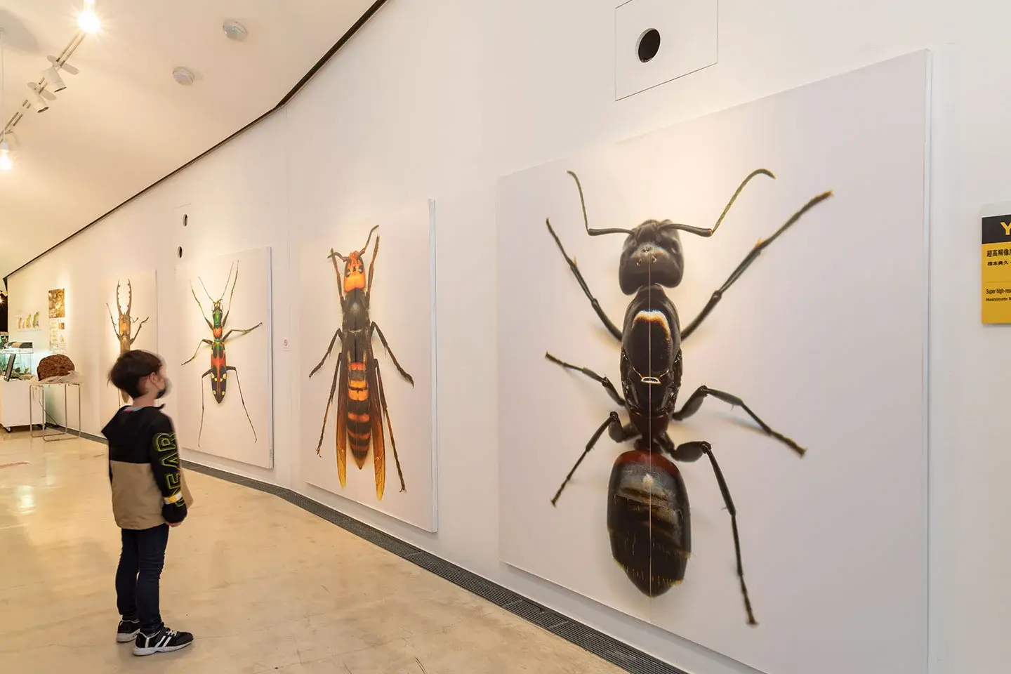 橋本典久＋scope「超高解像度人間大昆虫写真 ［life-size］」 Photo by Nakamura Osamu