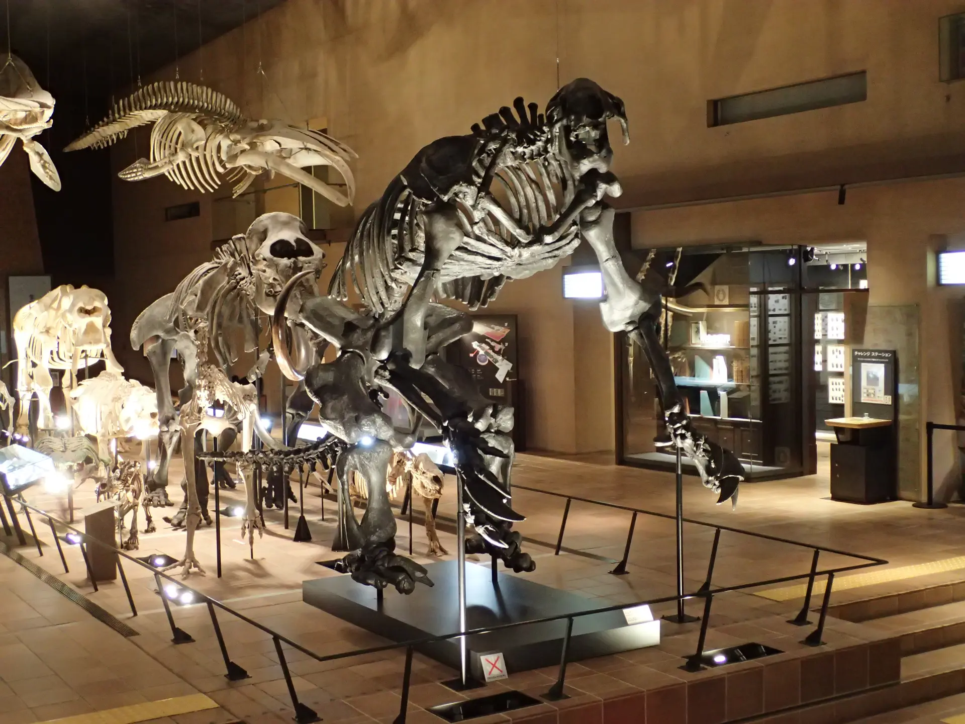 館內陳列著日本少見的巨大骨骼標本