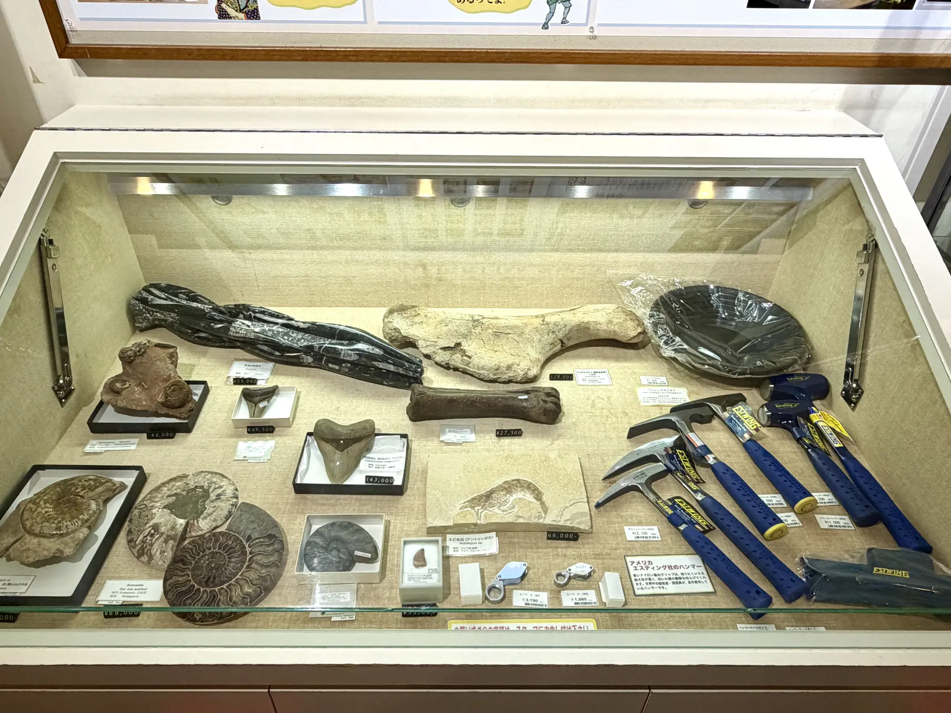 在博物館的商店裡能買得到真正的化石