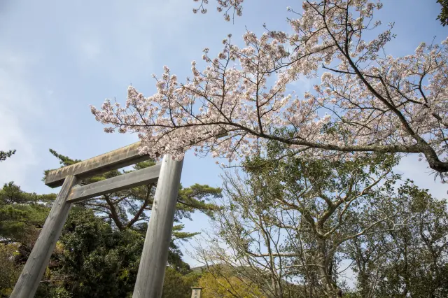 桜で華やぐ伊勢神宮の鳥居