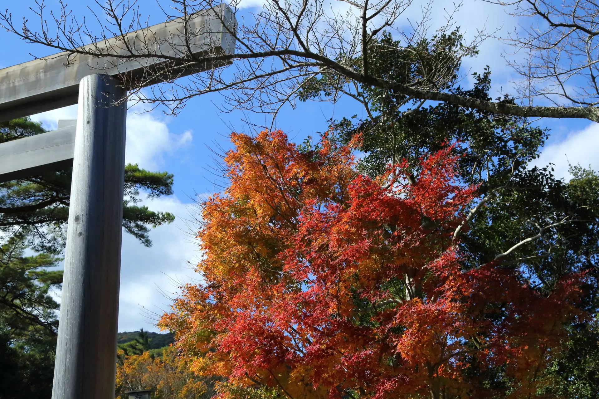 紅葉で色づく伊勢神宮も美しい