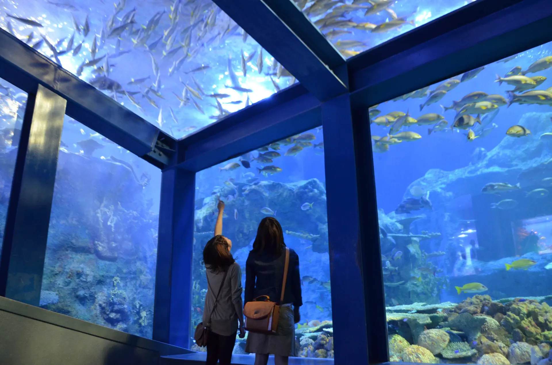 ジュゴン、マナティー、スナメリなど、日本一多種類の生きものたちが集まる水族館