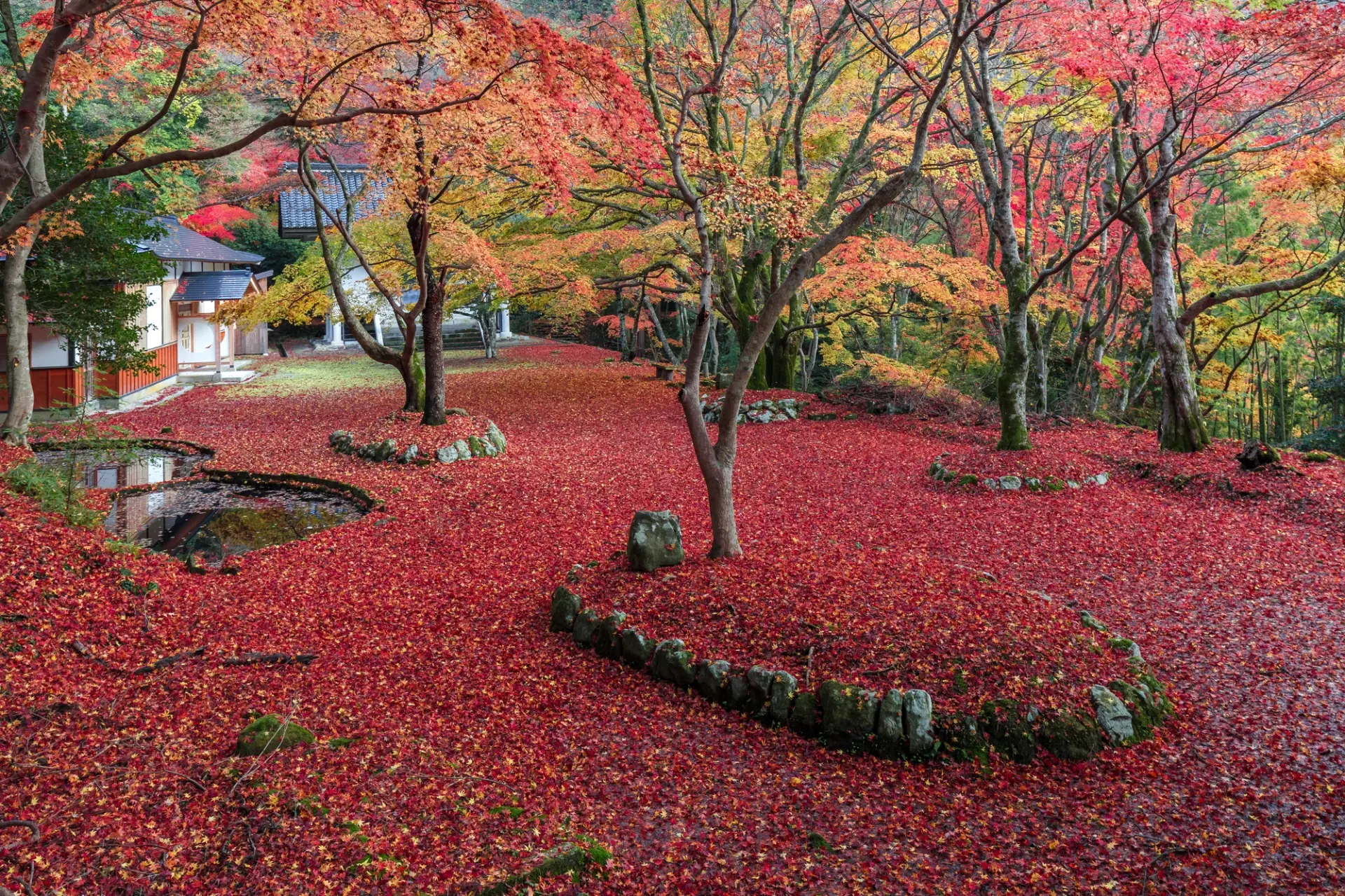 晩秋、真紅に染まる鰐淵寺