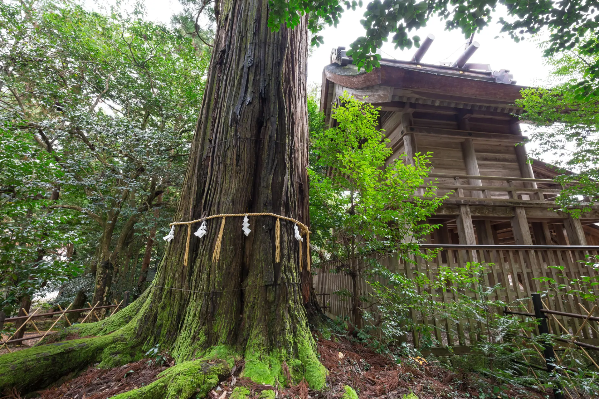須佐神社の御本殿と大杉さん