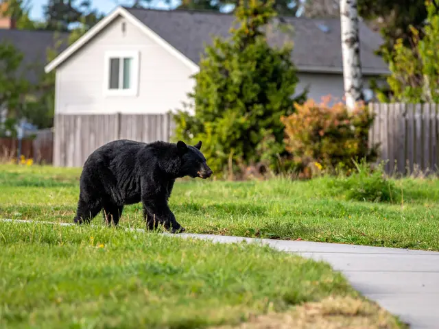 Japan Bear Sightings & Bear Activity Map - Essential Safety Tips for Traveling Safely in Japan