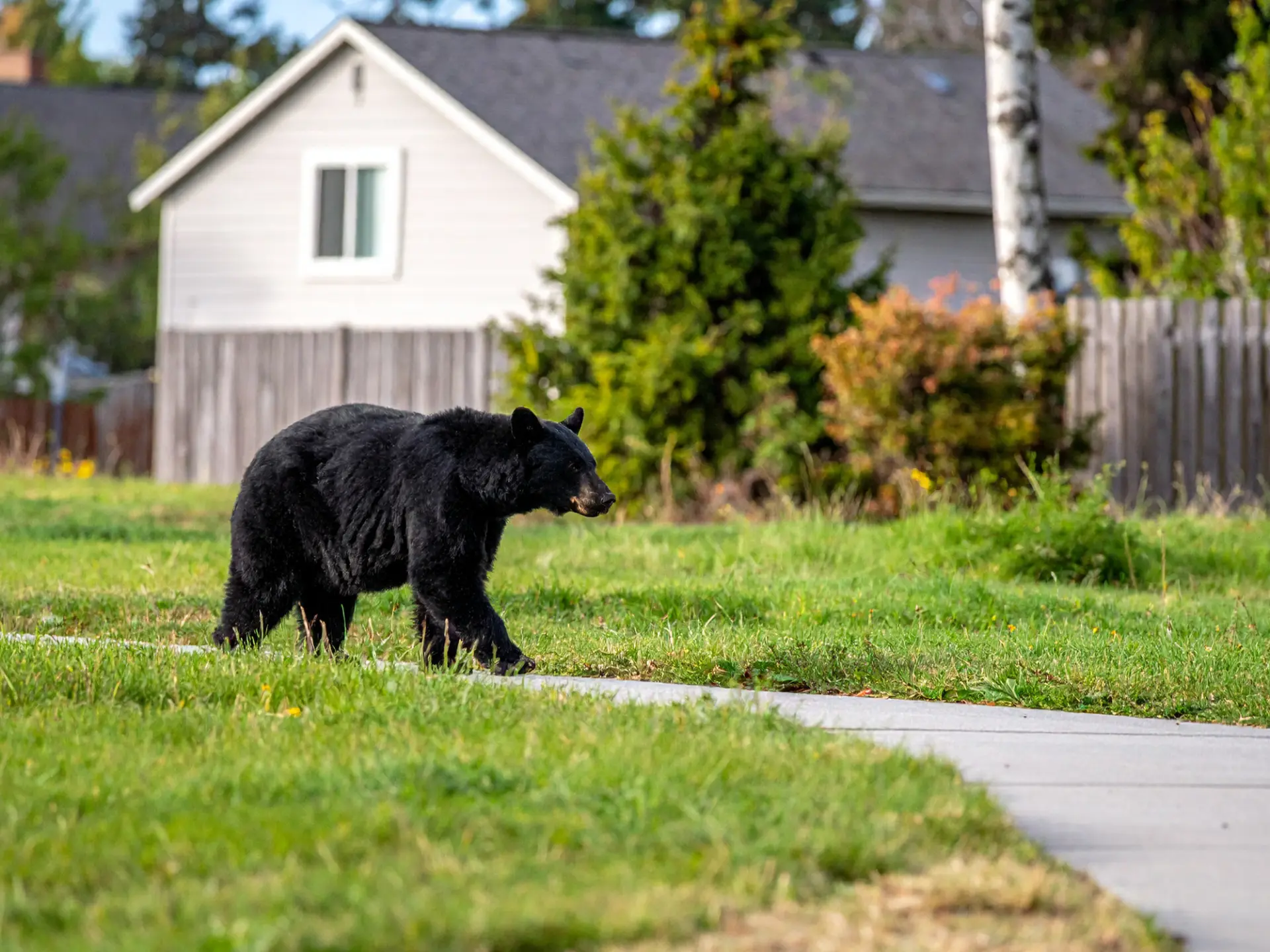 Japan Bear Sightings & Bear Activity Map - Essential Safety Tips for Traveling Safely in Japan