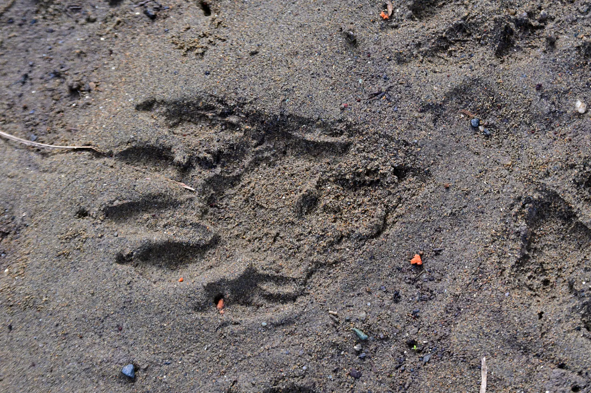 Bear footprints
