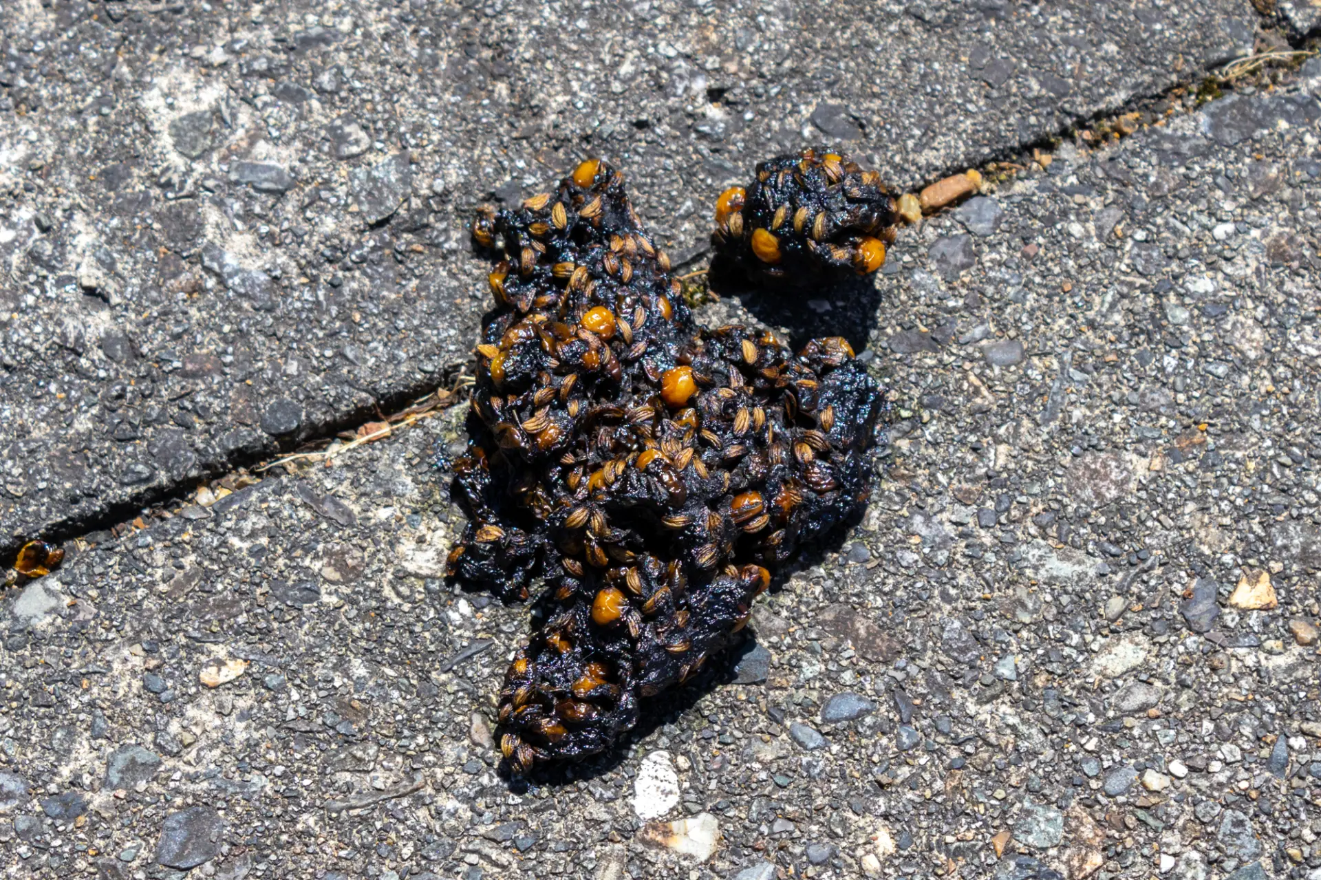 Bear scat