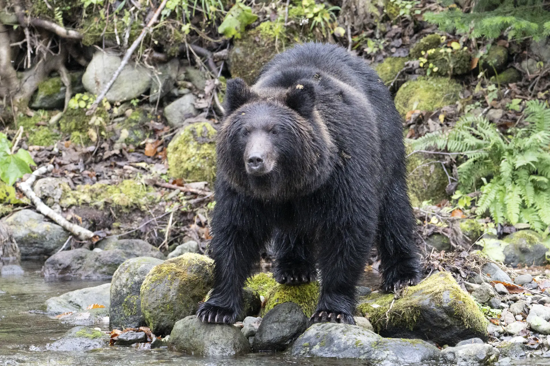 Brown bear, the largest land mammal in Japan