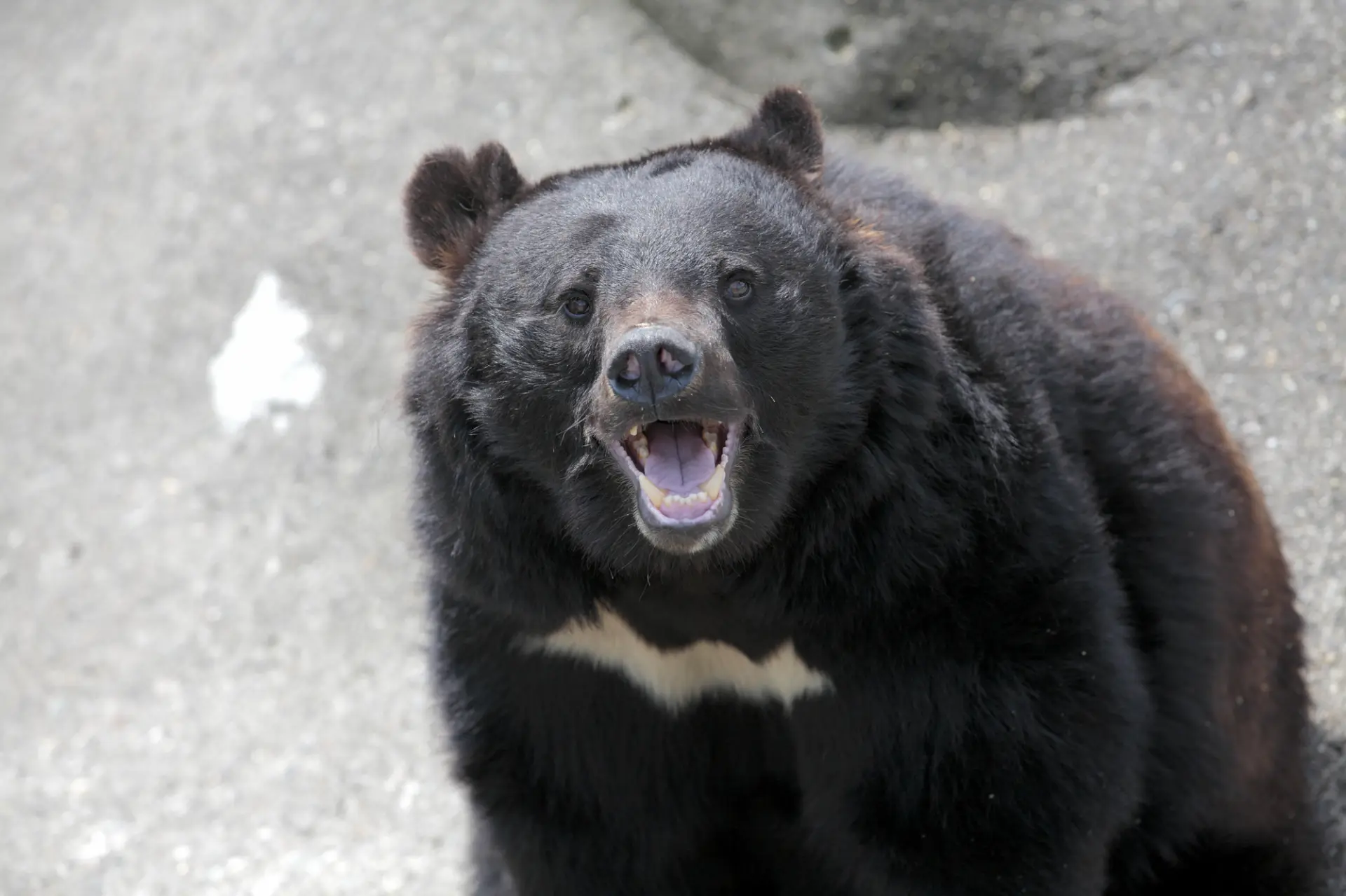 Asian black bear with a distinctive white crescent on its chest