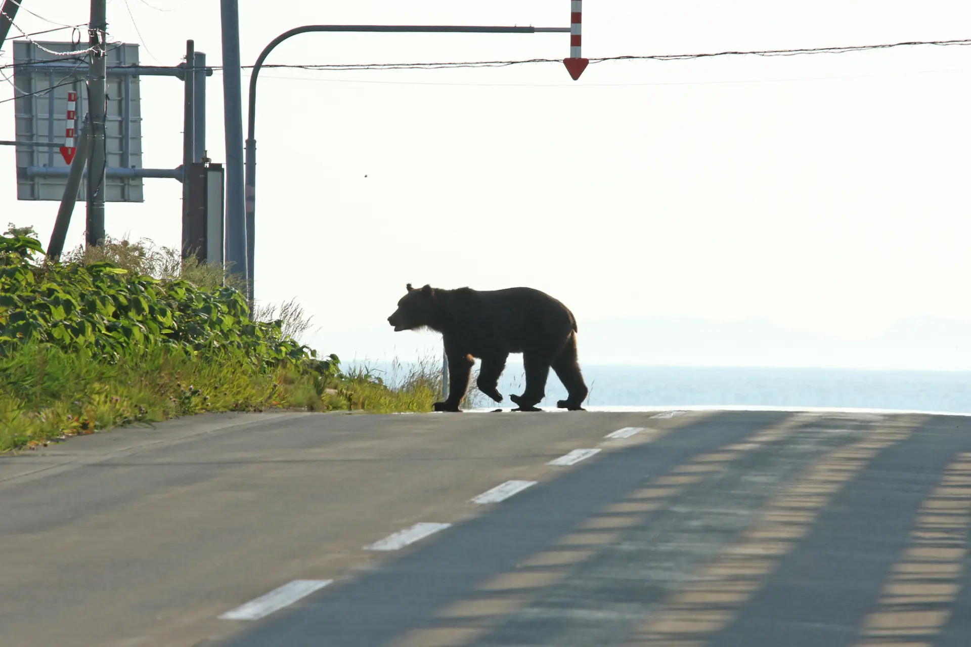 Every year, bear sightings and damage tend to increase in autumn