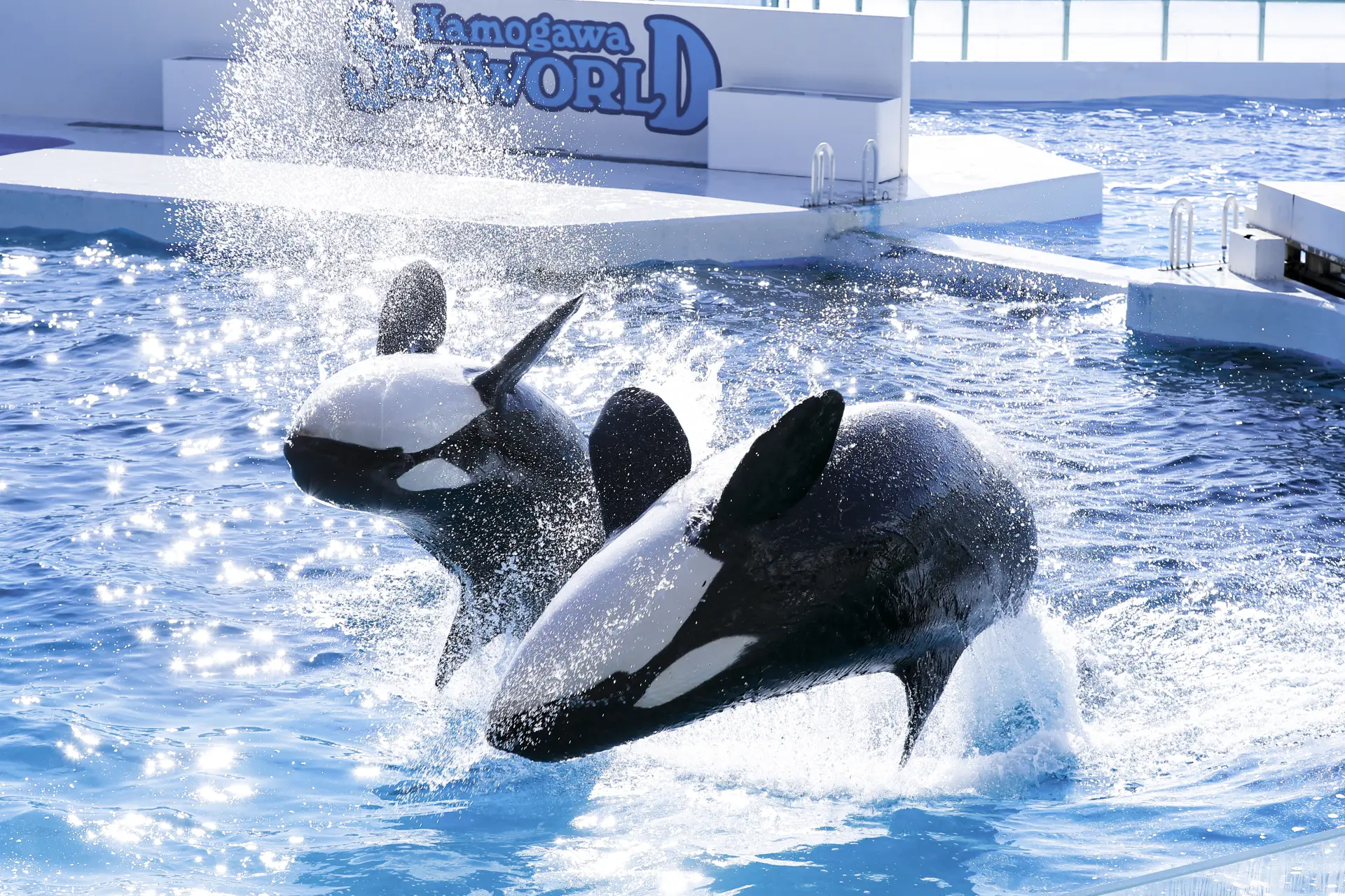 An aquarium theme park where you can see, touch, and learn