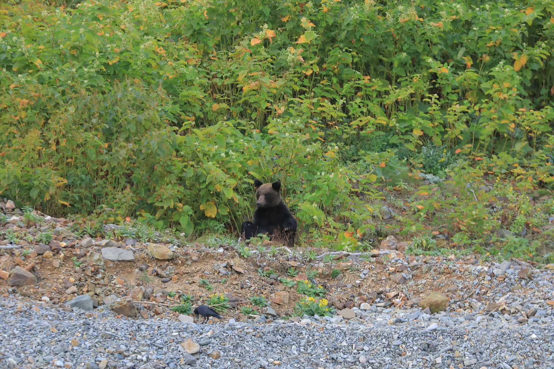 If you spot a bear in the distance, move away slowly