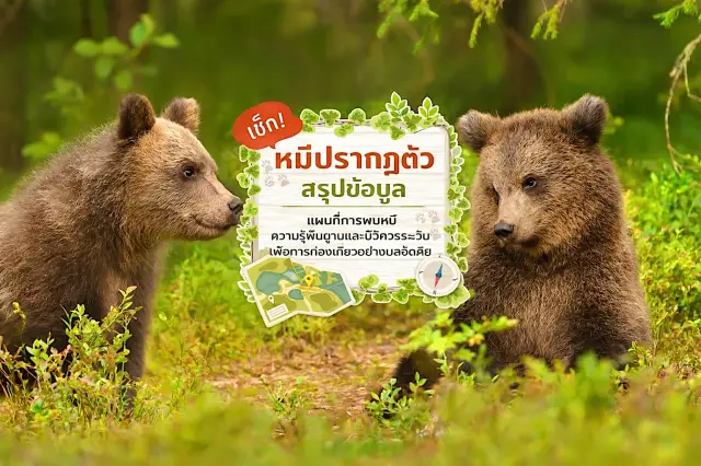 【สรุปข้อมูลหมีออกหากิน・รวมแผนที่การพบหมี】ความรู้พื้นฐานและจุดสำคัญเพื่อเที่ยวอย่างปลอดภัย