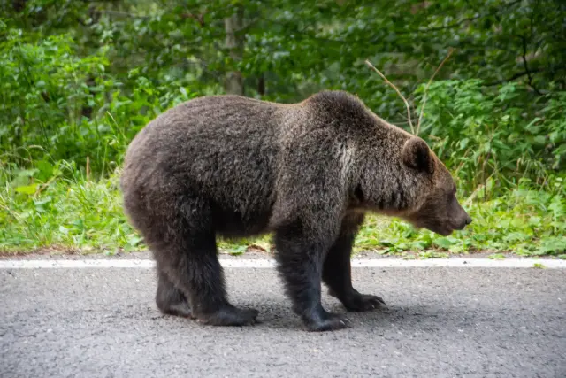 An "urban bear" that has become less wary of people and is believed to have a reduced fear of humans