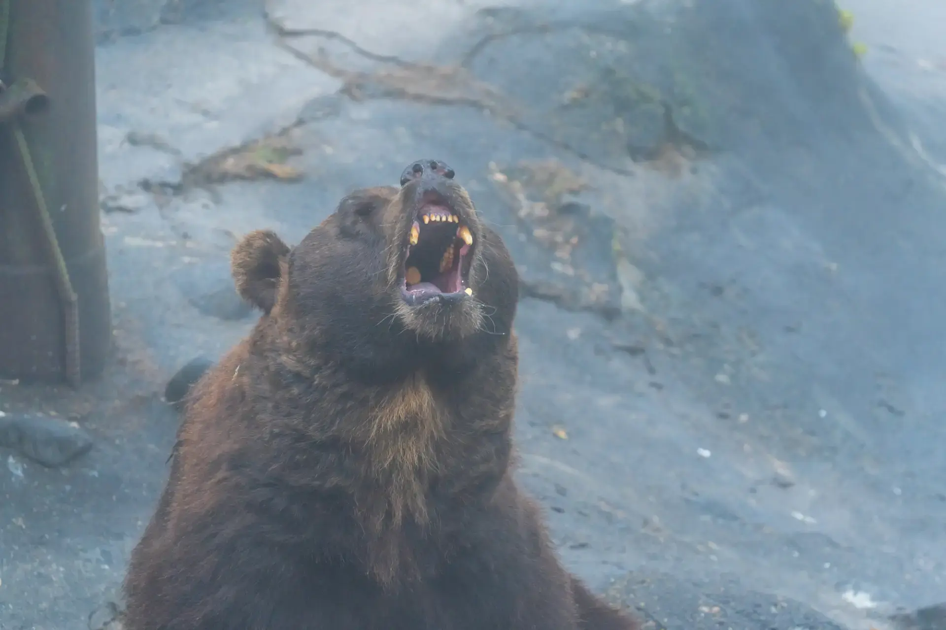 Hungry bears are especially dangerous.