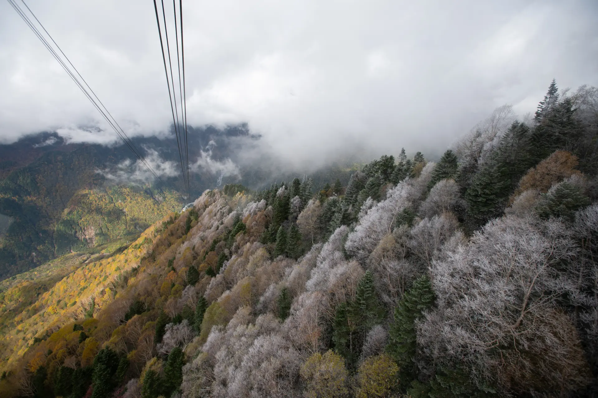 Trees still holding their autumn leaves covered in muhyou frost