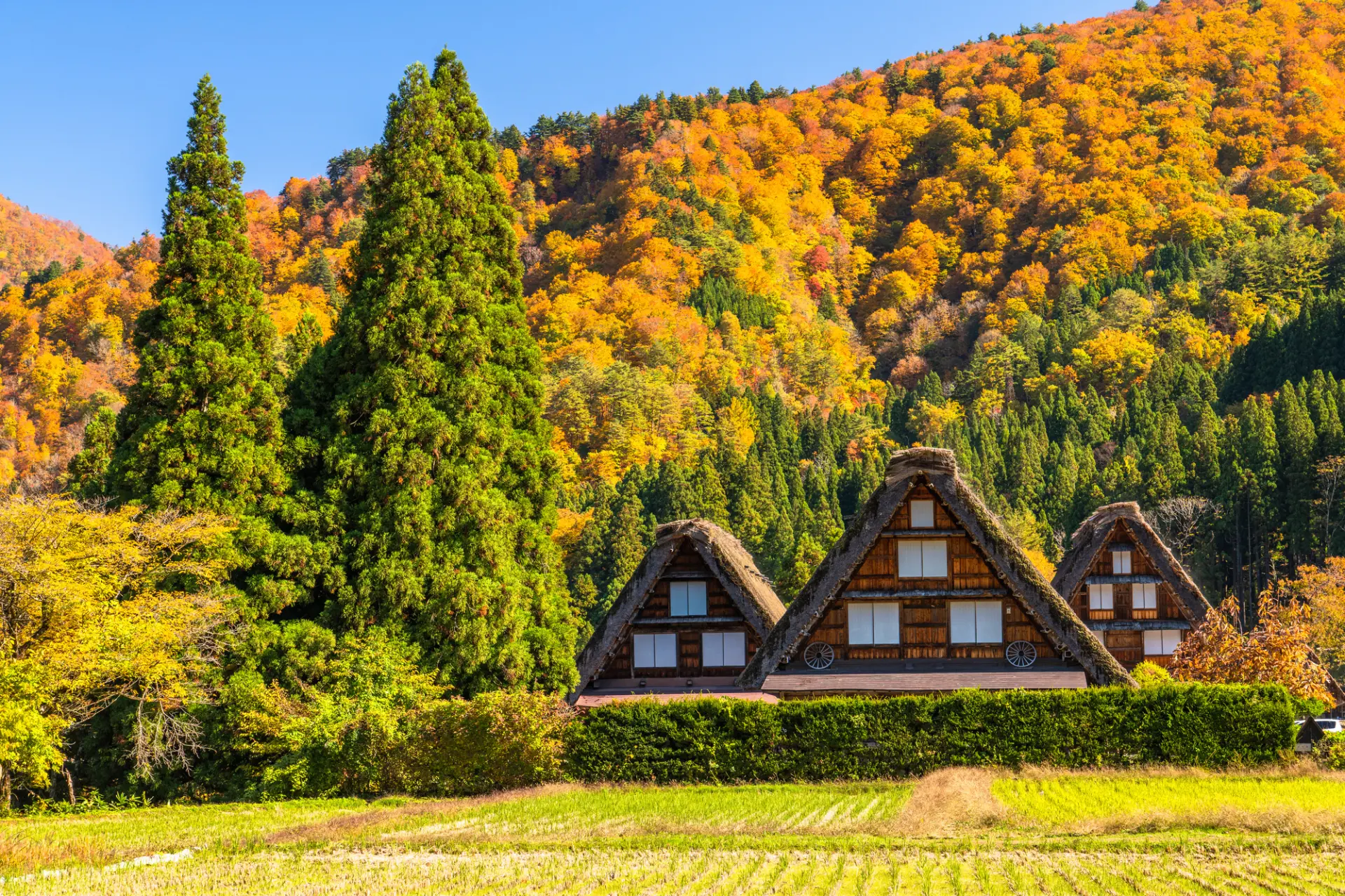 Autumn foliage and gassho-zukuri houses