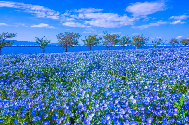 【春の大阪府観光ガイド】桜の名所と花と緑あふれる公園で楽しむ春旅