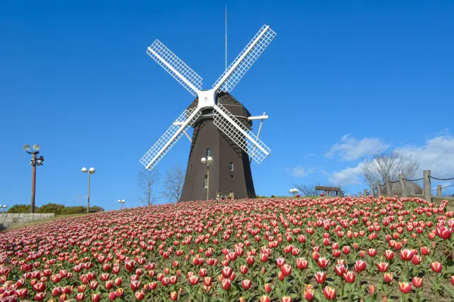 一面に咲く花に癒やされる春のひと時を過ごそう