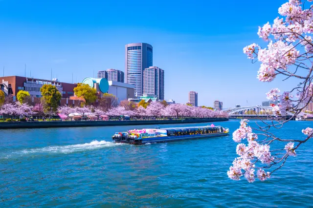大川沿いに桜が咲きそろう大阪市内有数のお花見スポット