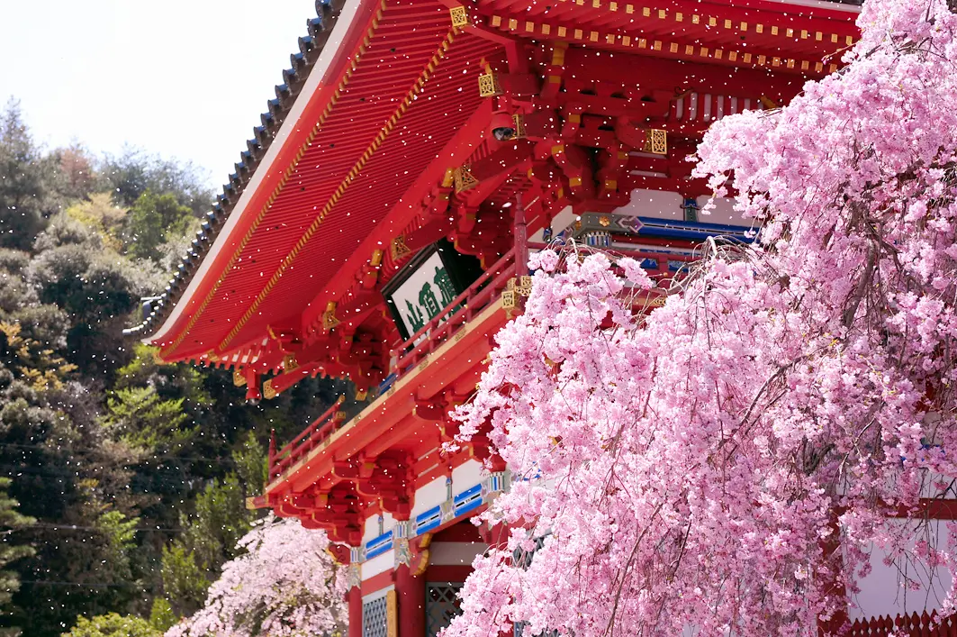山あいの境内に桜が咲き誇る春の勝尾寺