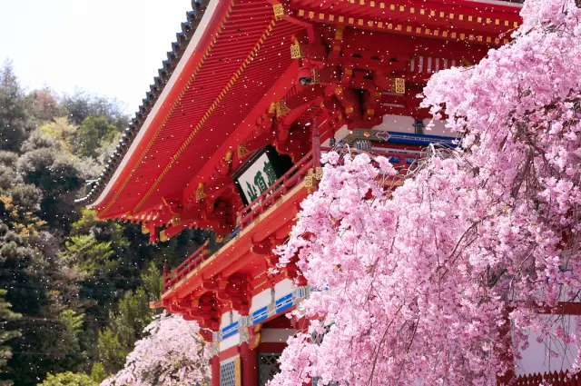 山あいの境内に桜が咲き誇る春の勝尾寺