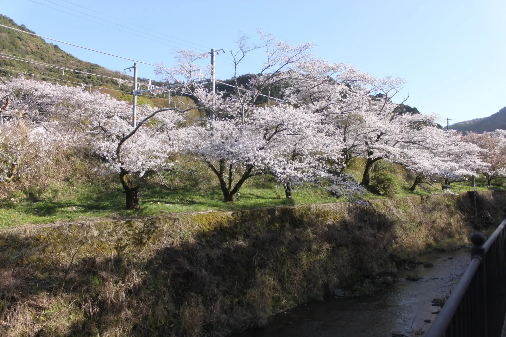 山中川の河川敷に続く桜並木が春の風景をつくる