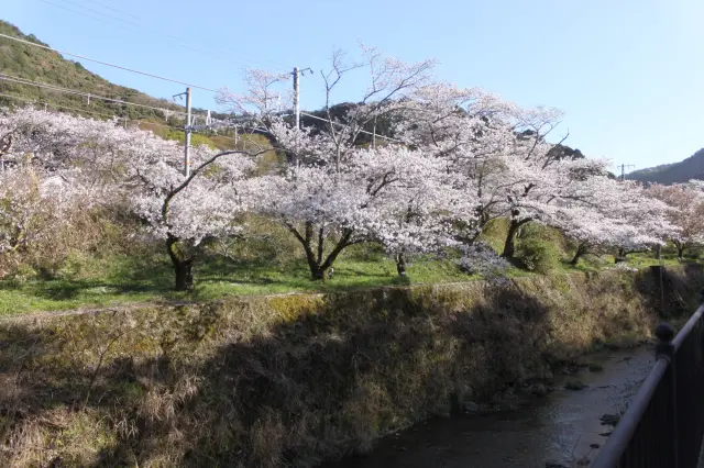 山中川の河川敷に続く桜並木が春の風景をつくる