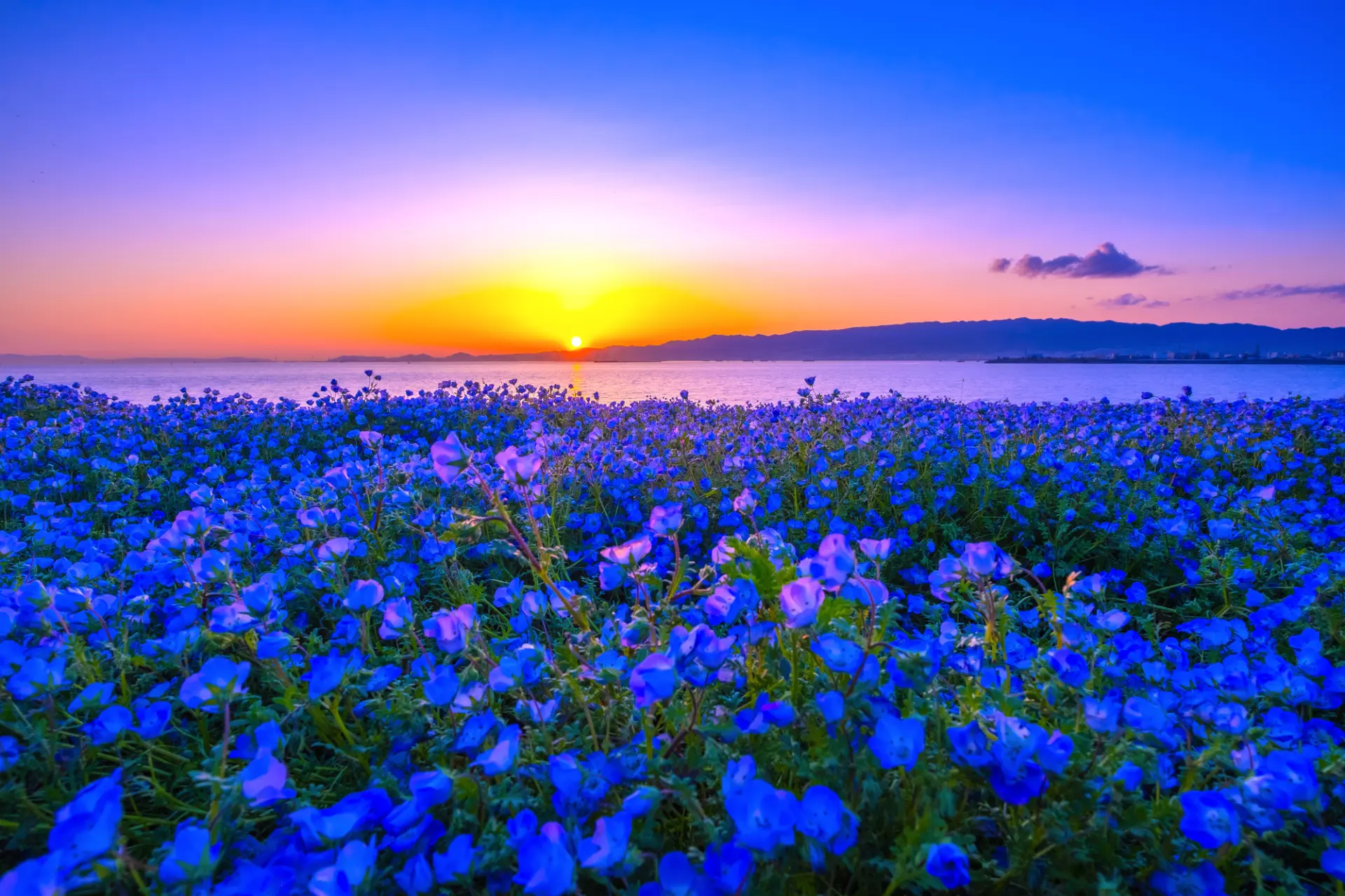 夕陽に染まるネモフィラと海・空の青が重なる風景