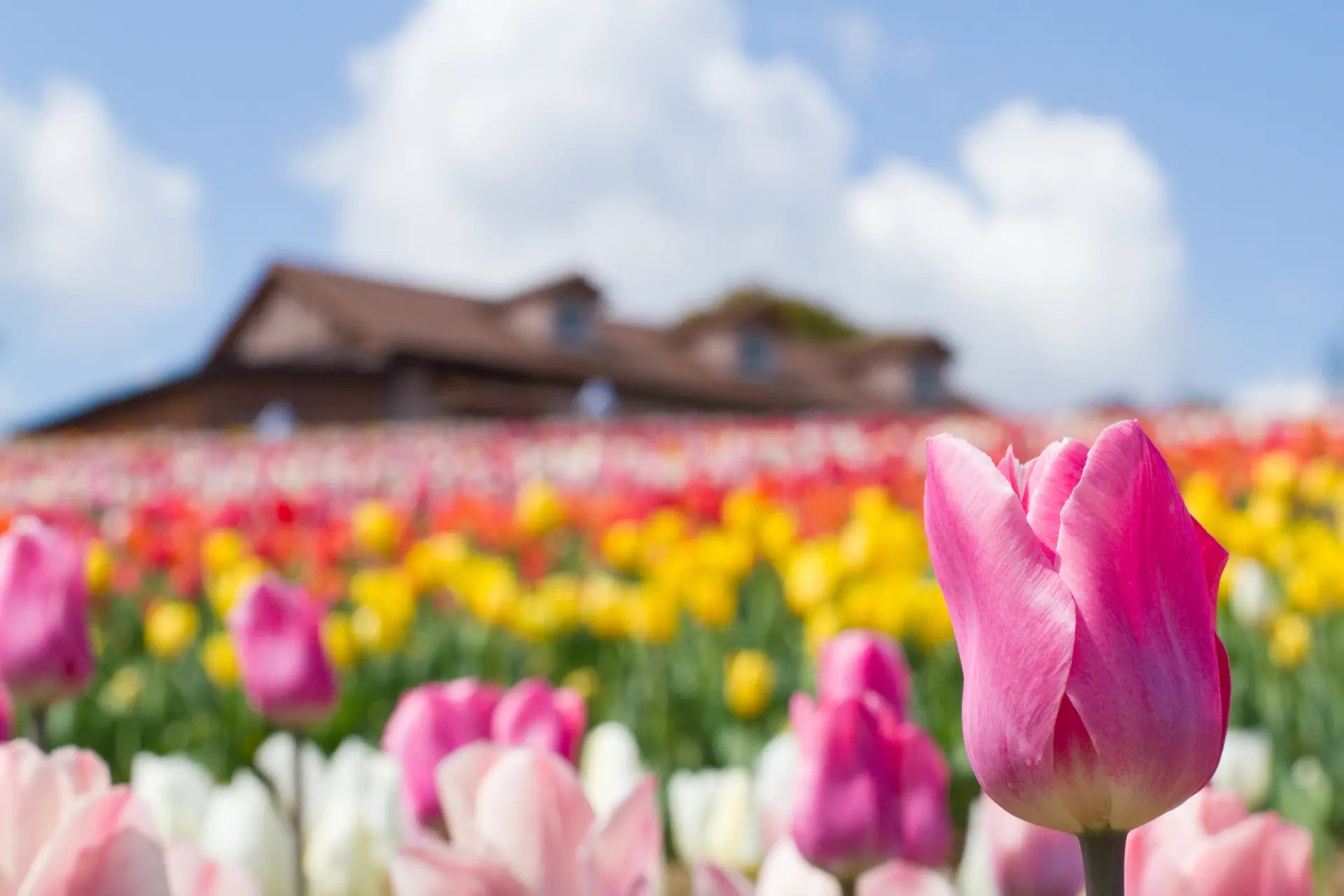 春の園内ではチューリップが色鮮やかに咲きそろう