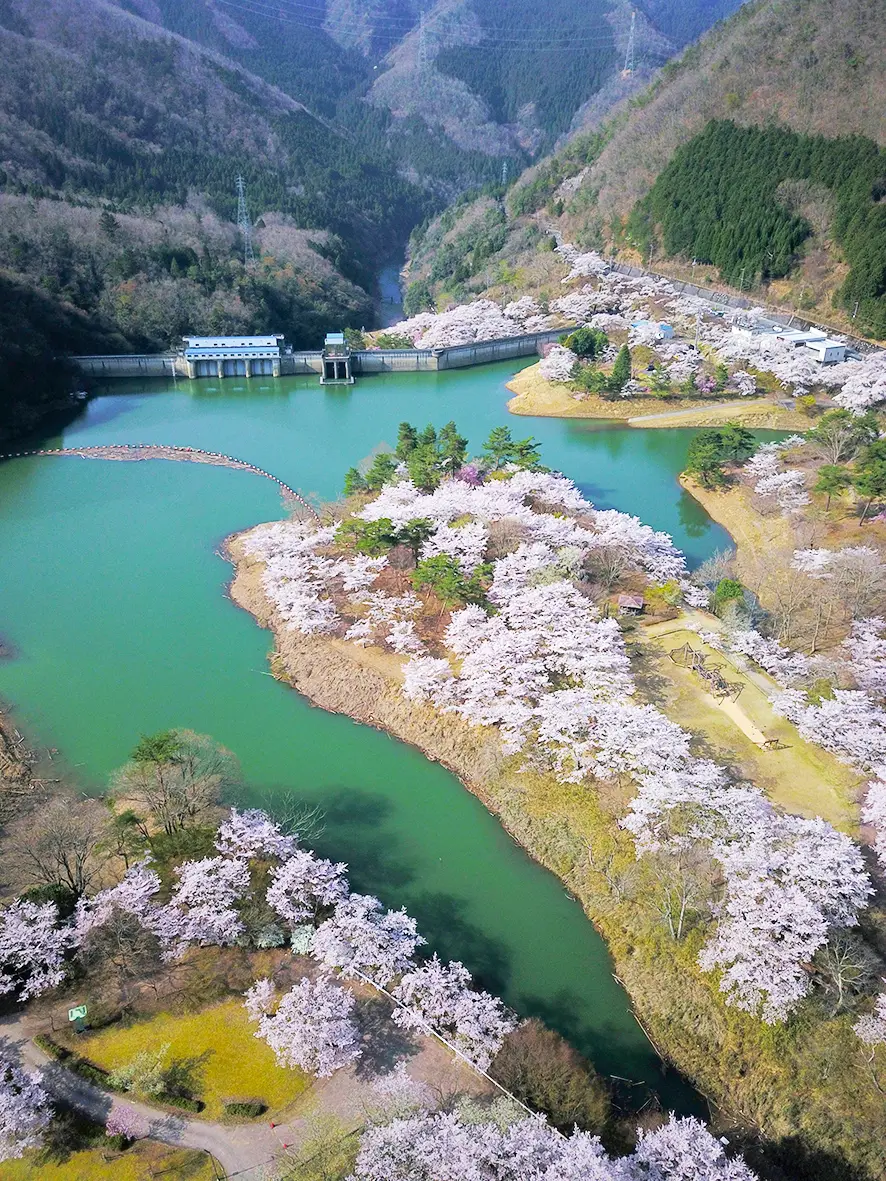 桜のシーズンには「さくら祭り」も開催される