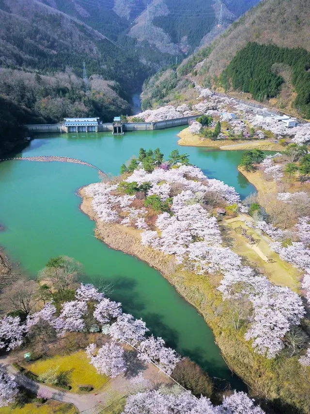 桜のシーズンには「さくら祭り」も開催される