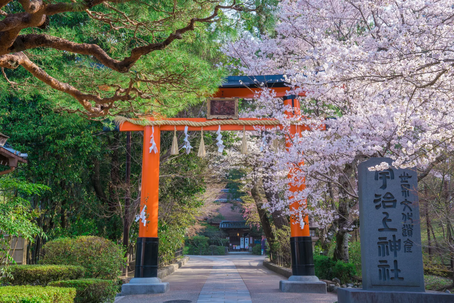 春の彩りに包まれた宇治上神社の参道
