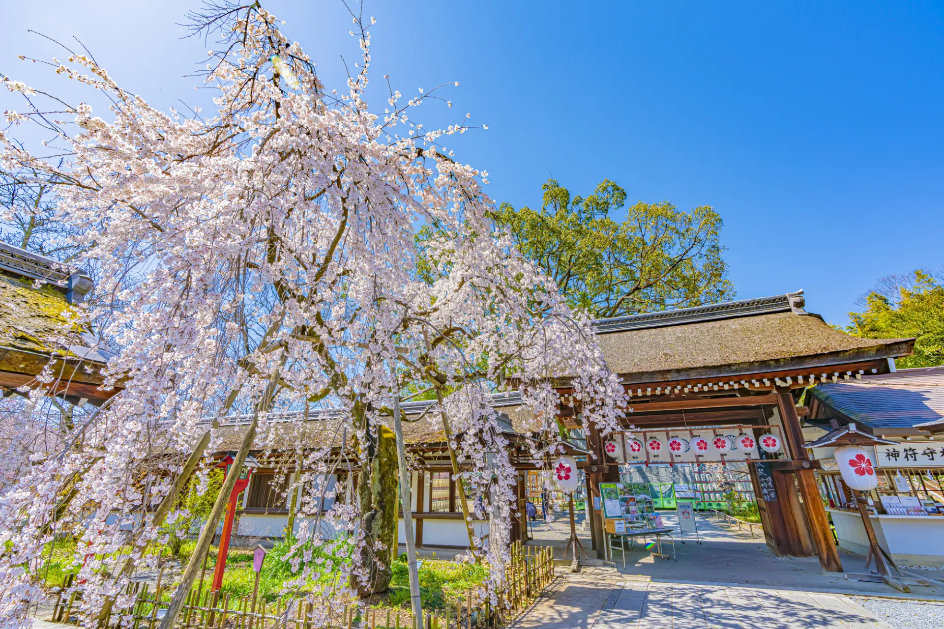 神社由来の「魁（さきがけ）桜」の開花とともに都の花見がはじまるといわれる