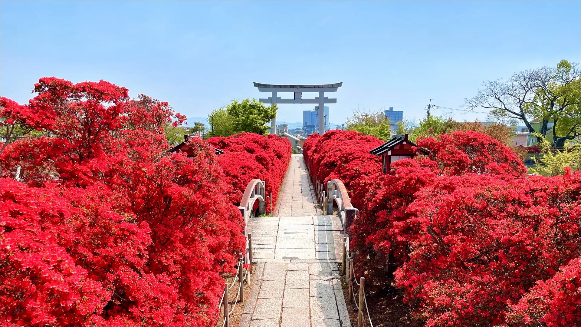 春にはキリシマツツジが参道を真紅に染め上げる