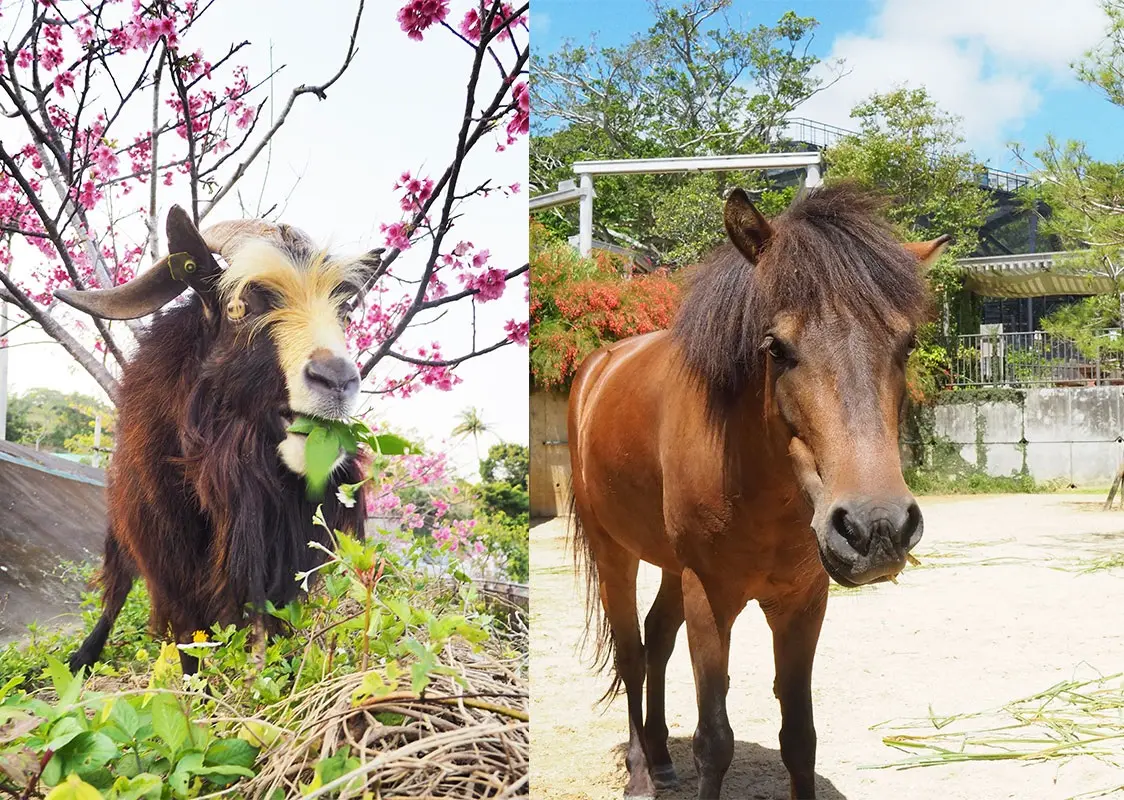 大人小孩都能玩得开心!日本最南端的复合型动物园