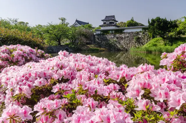 【春の福岡県観光ガイド】桜と名城、歴史を楽しむ春さんぽ